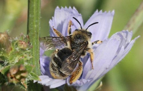 Eucera sp.